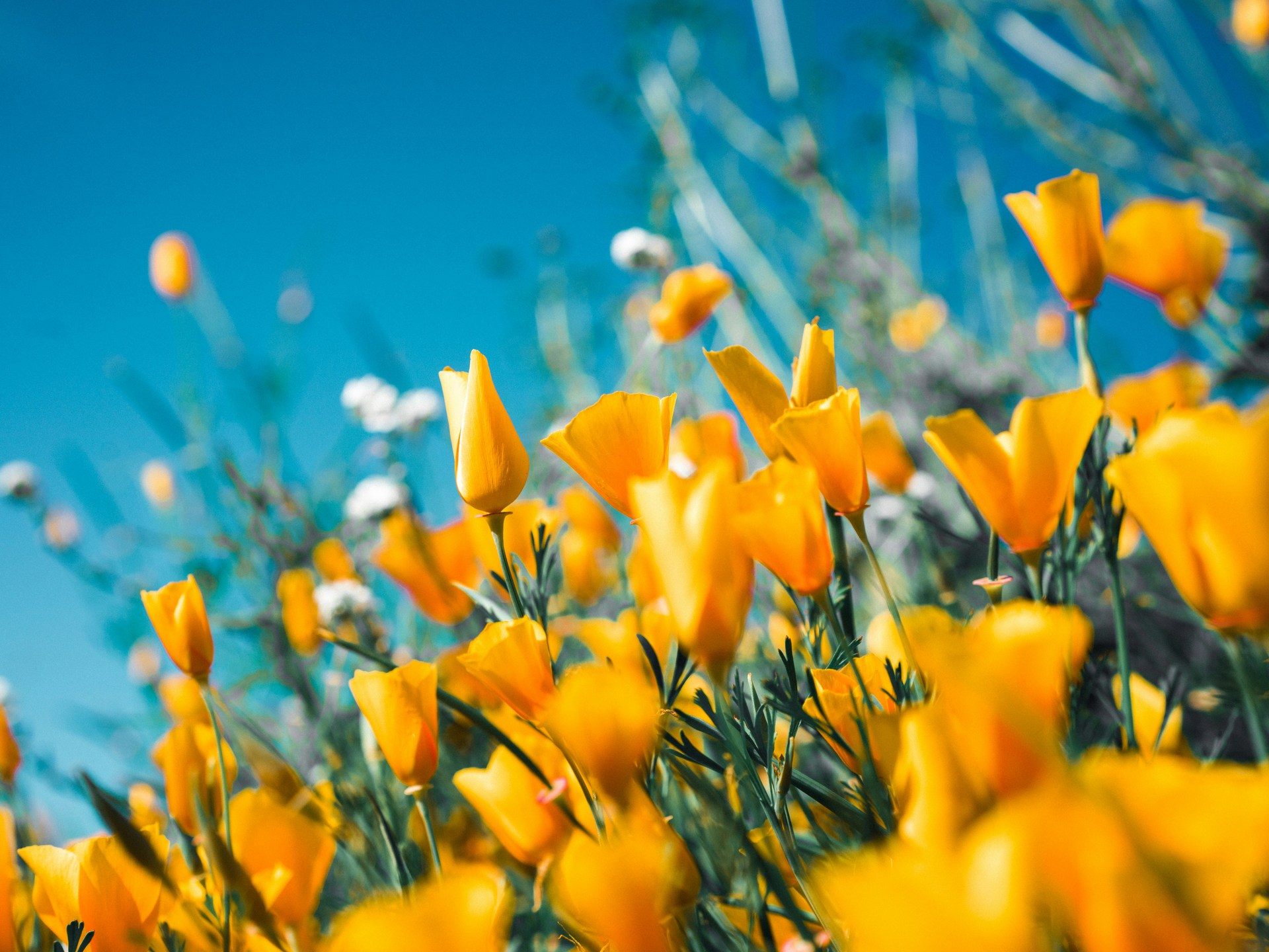Spring Flowers - Lawn Care & Landscaping in Birmingham by Deep Green Lawn Care