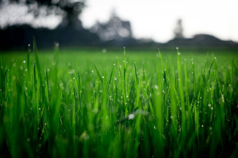 Deep Green Lawn Care Alabasters Trusted Choice for Lush, Healthy Lawns