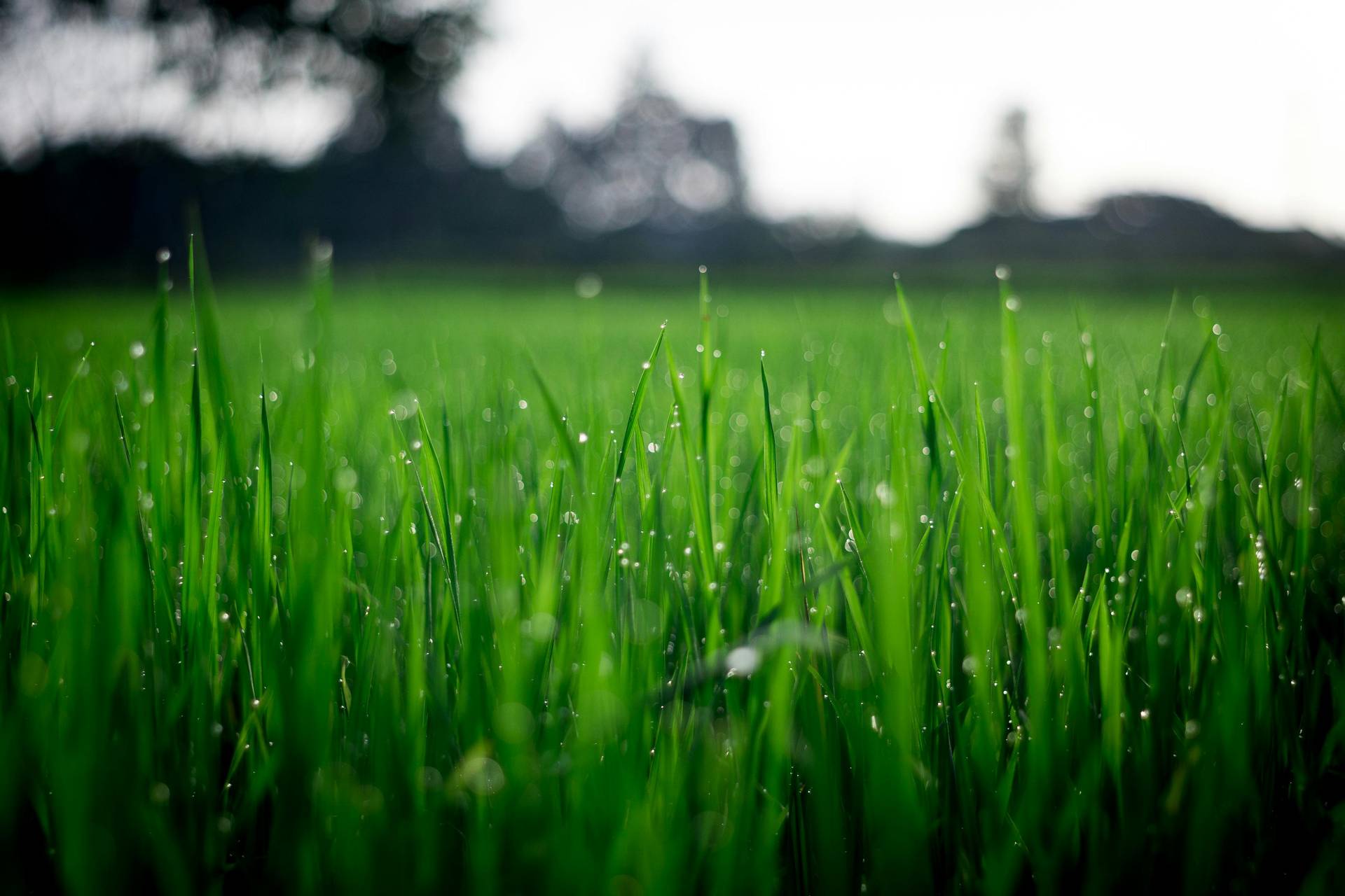 Deep Green Lawn Care Alabasters Trusted Choice for Lush, Healthy Lawns