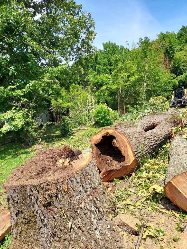 Large Trees Cutting Haul Away Tree Service by Alabama Tree Land in Birmingham AL